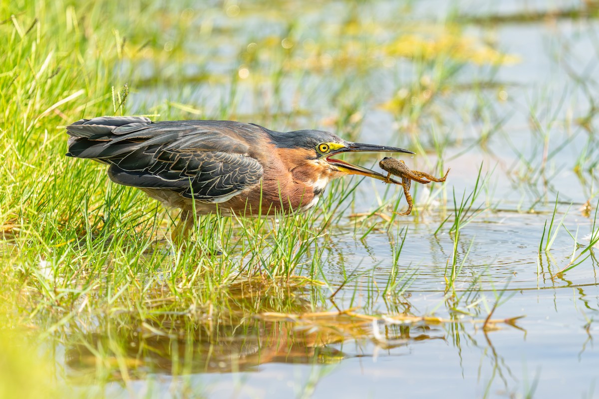 Green Heron - ML639833055