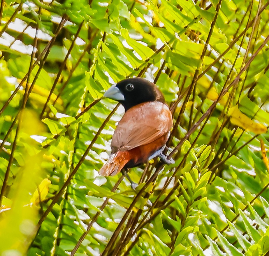 黑頭文鳥 - ML639833058