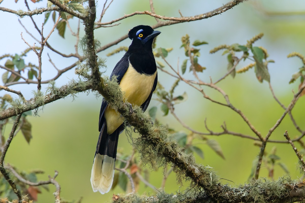 Plush-crested Jay - ML639833073