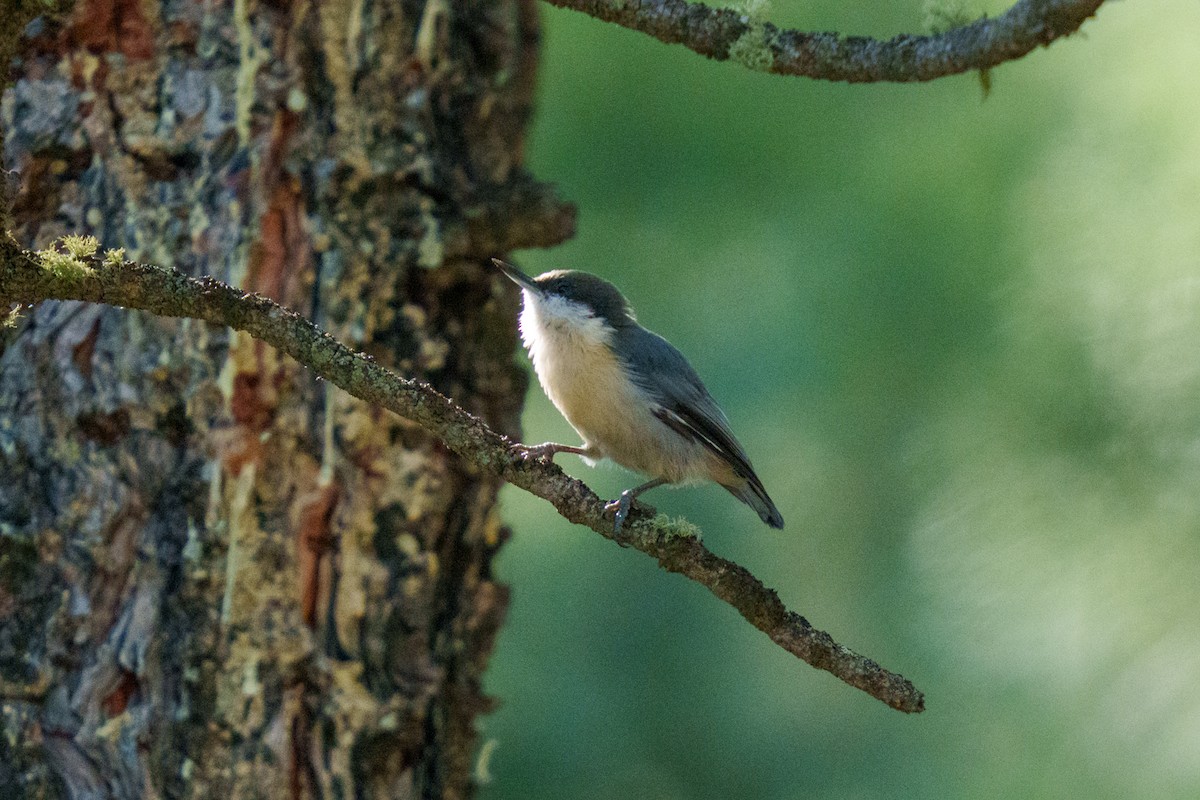 Pygmy Nuthatch - ML639833080