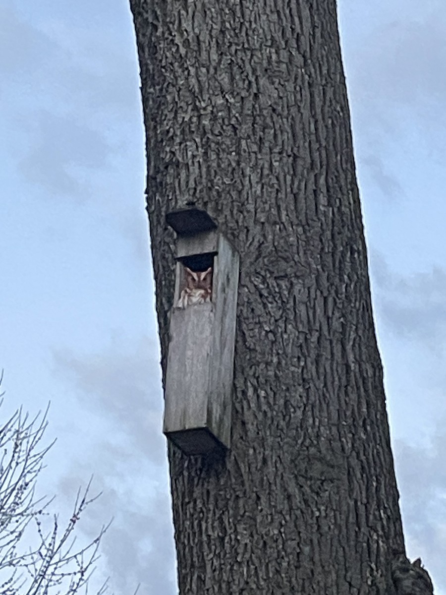 Eastern Screech-Owl - ML639833095