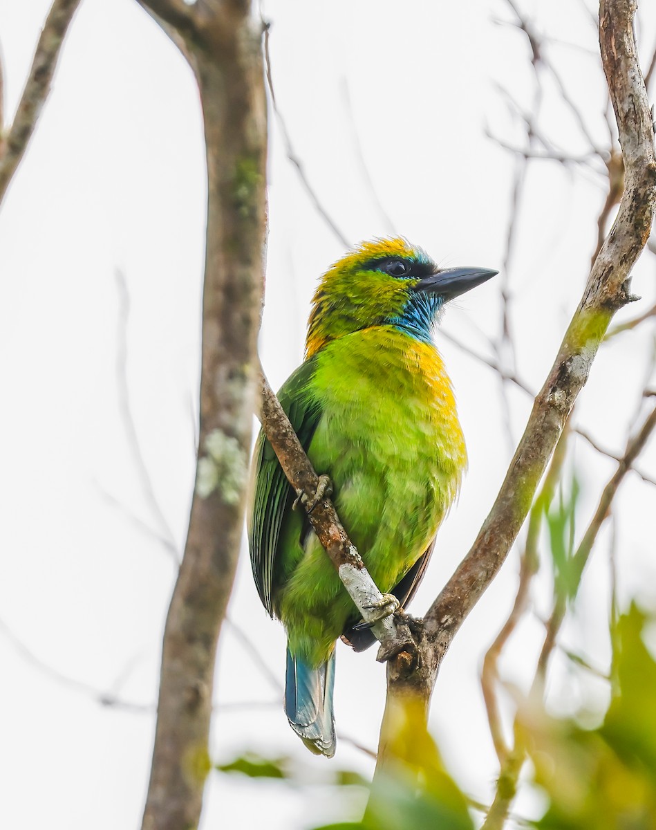 Golden-naped Barbet - ML639833126