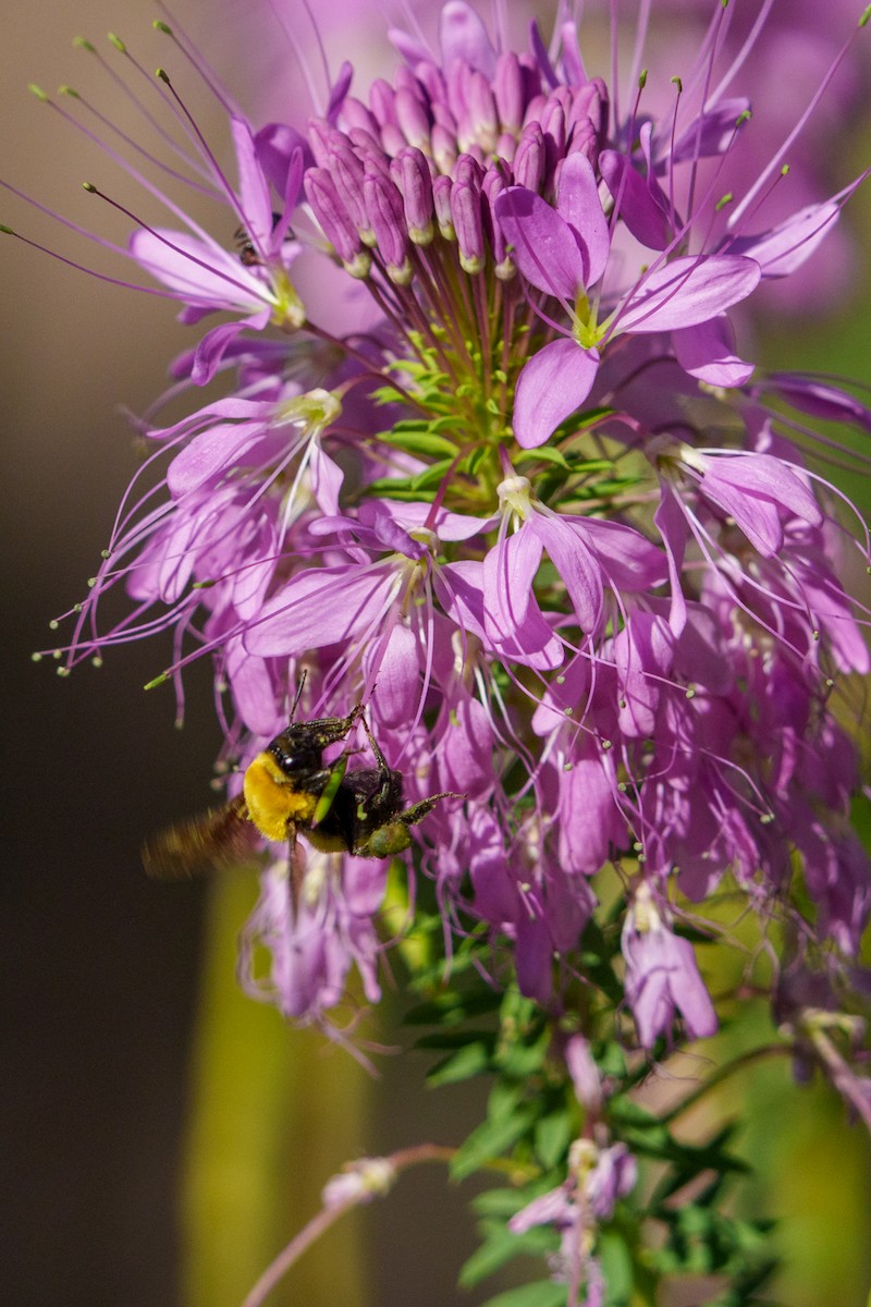 Morrison's Bumble Bee - ML639833131