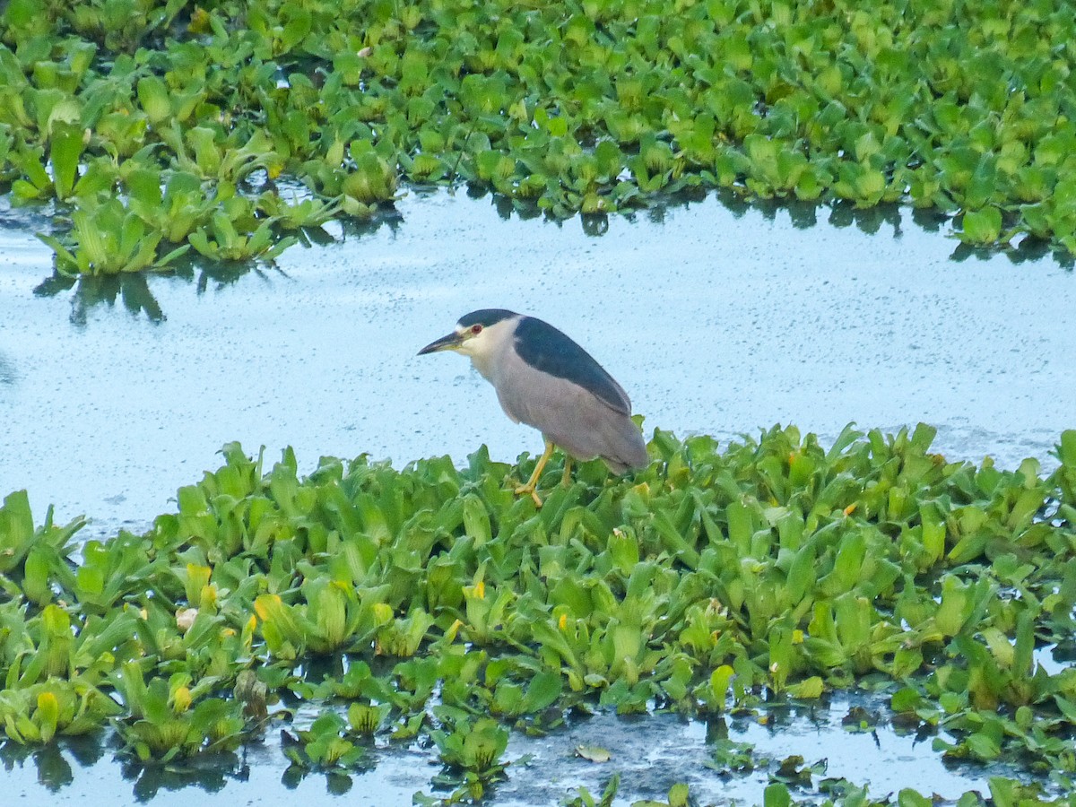 Nachtreiher - ML639833152