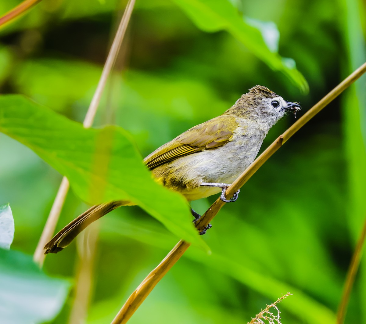 Bulbul à face pâle - ML639833158