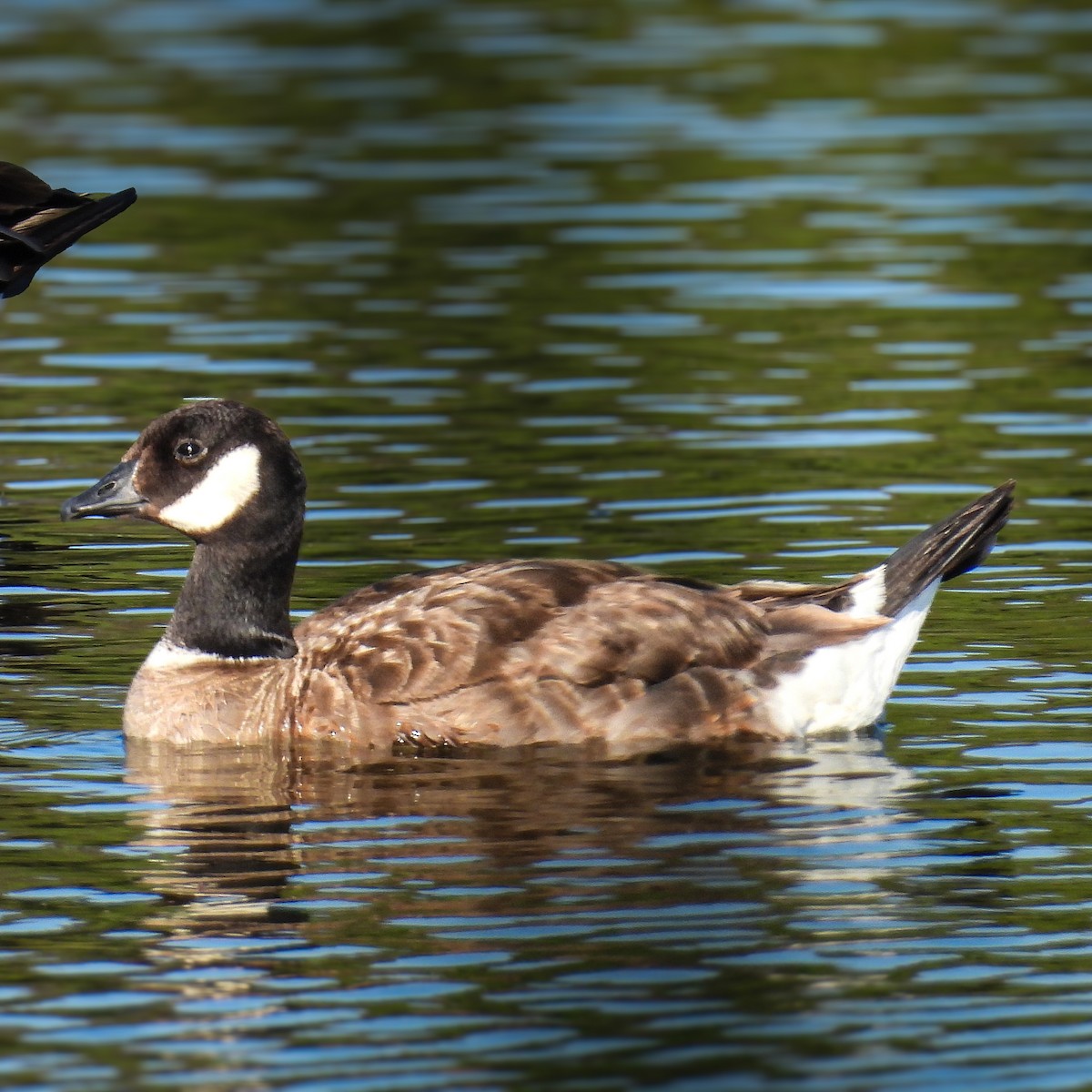 Cackling Goose - ML639833166