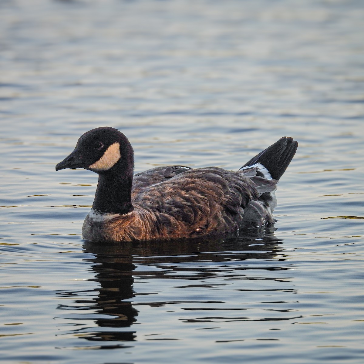 Cackling Goose - ML639833167