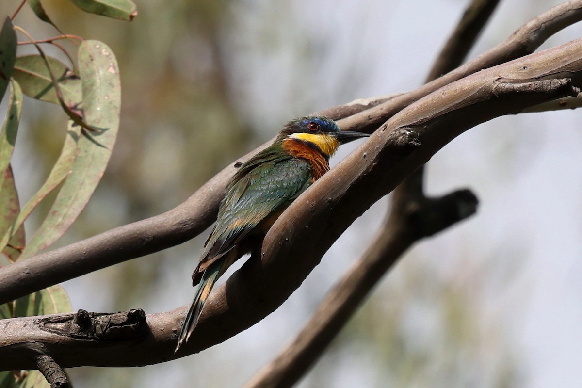 Ethiopian Bee-eater - ML639833168