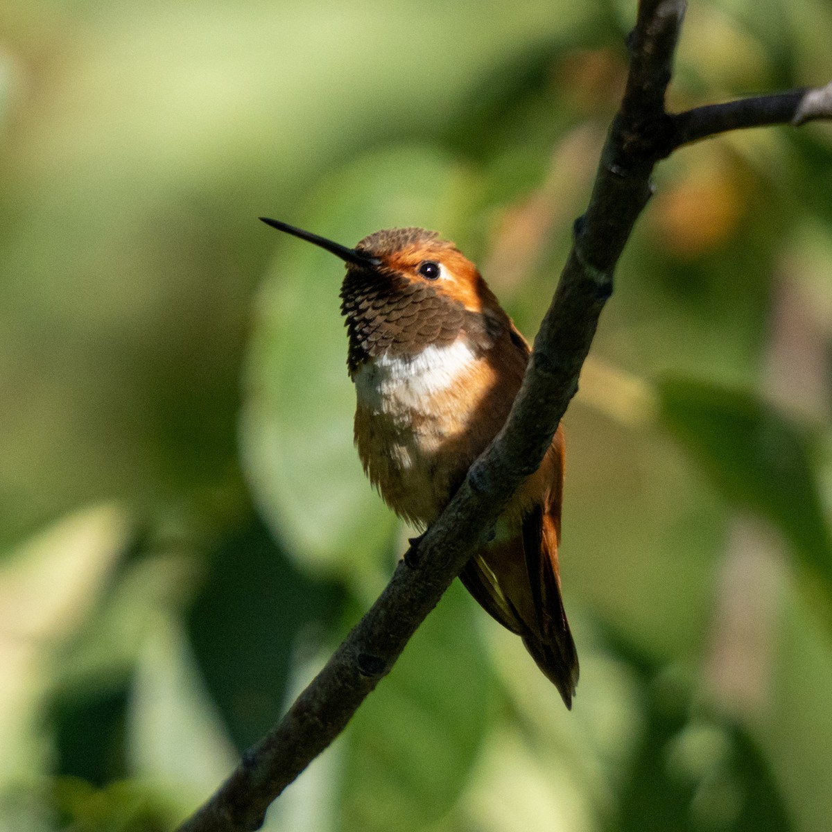 Rufous Hummingbird - ML639833176
