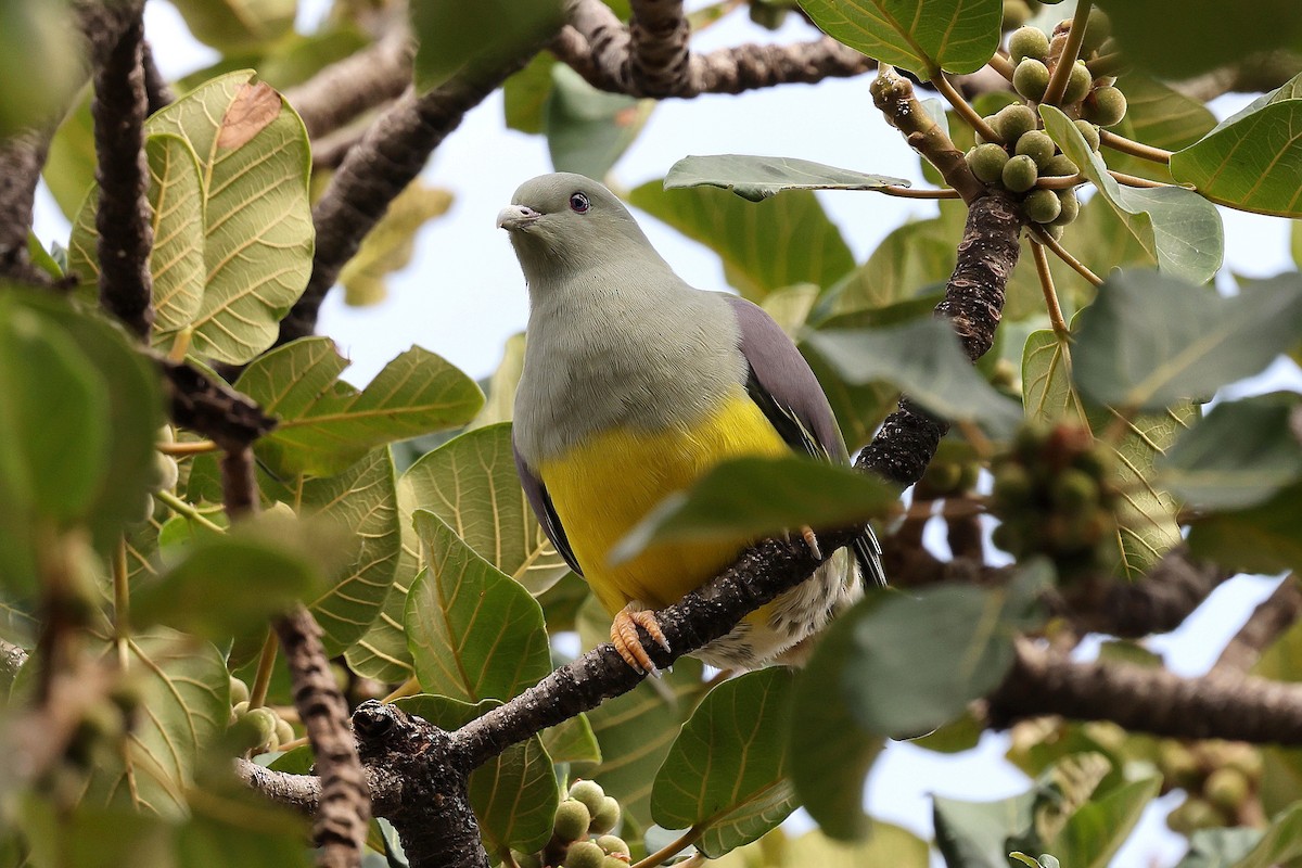 Bruce's Green-Pigeon - ML639833261
