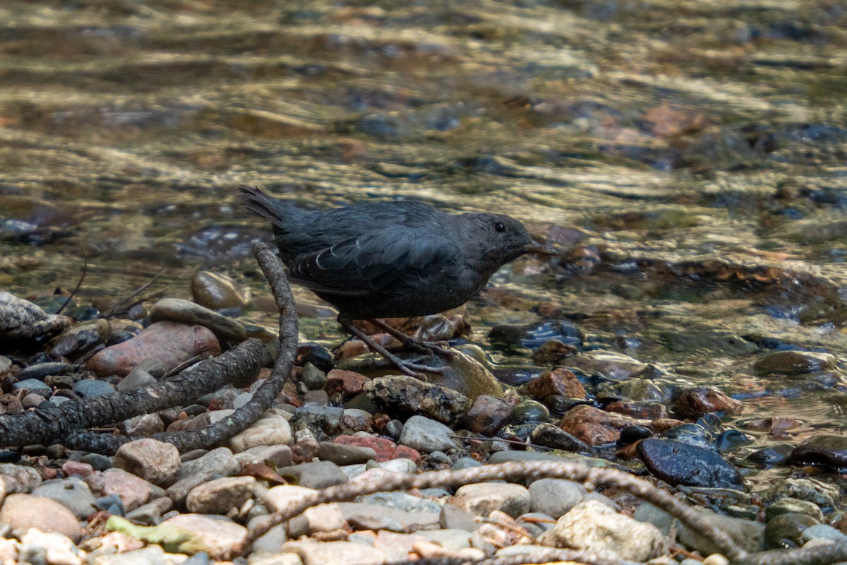 American Dipper - ML639833277