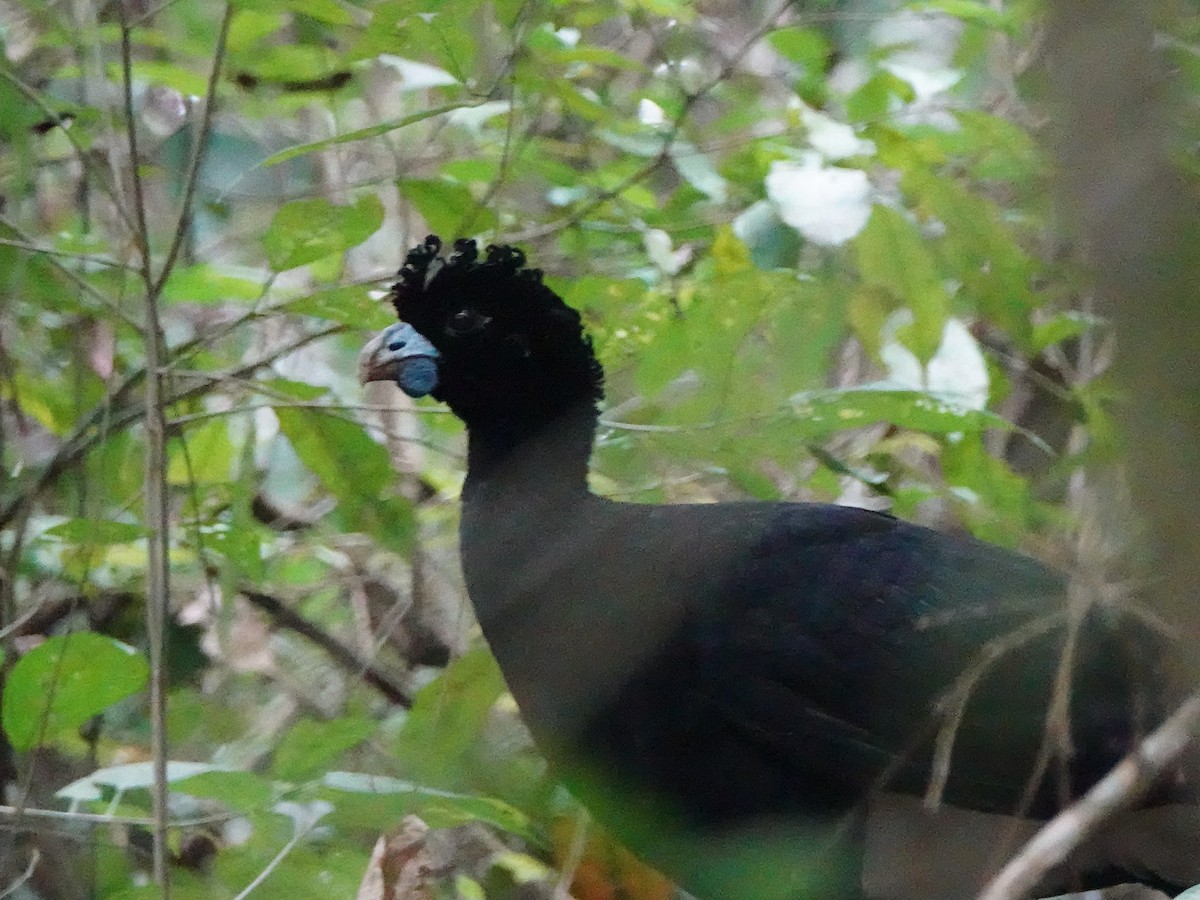 Blue-billed Curassow - ML639833300