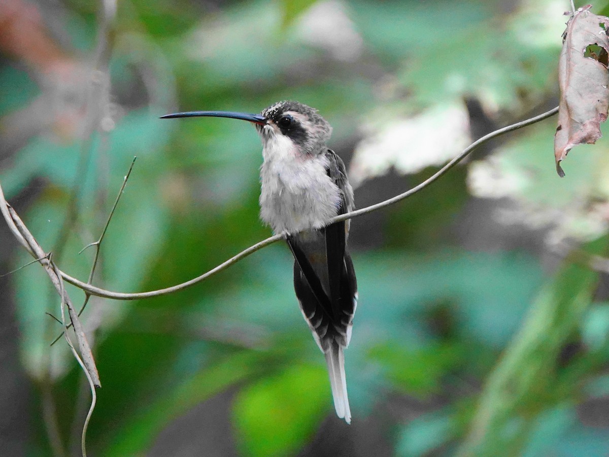 Pale-bellied Hermit - ML639833330