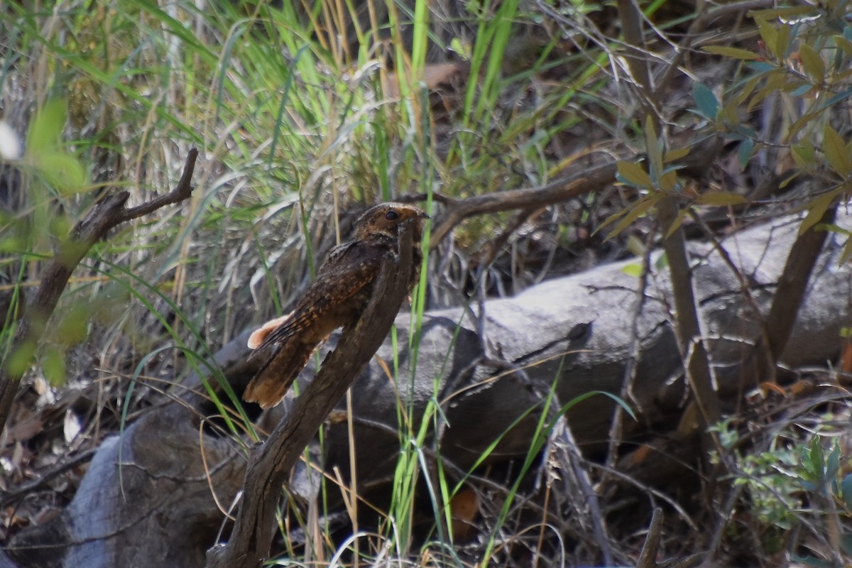 Mexican Whip-poor-will - ML639833334