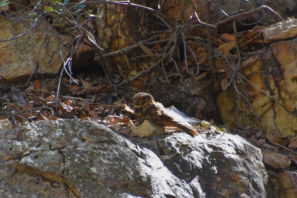 Mexican Whip-poor-will - ML639833335