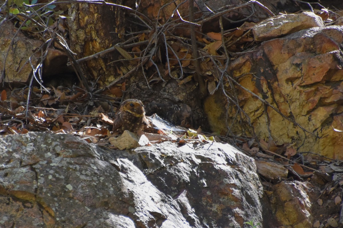 Mexican Whip-poor-will - ML639833336