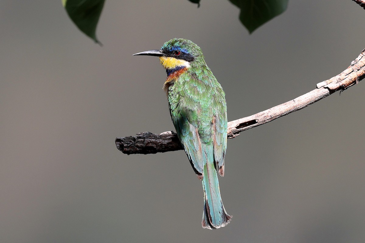 Ethiopian Bee-eater - ML639833367