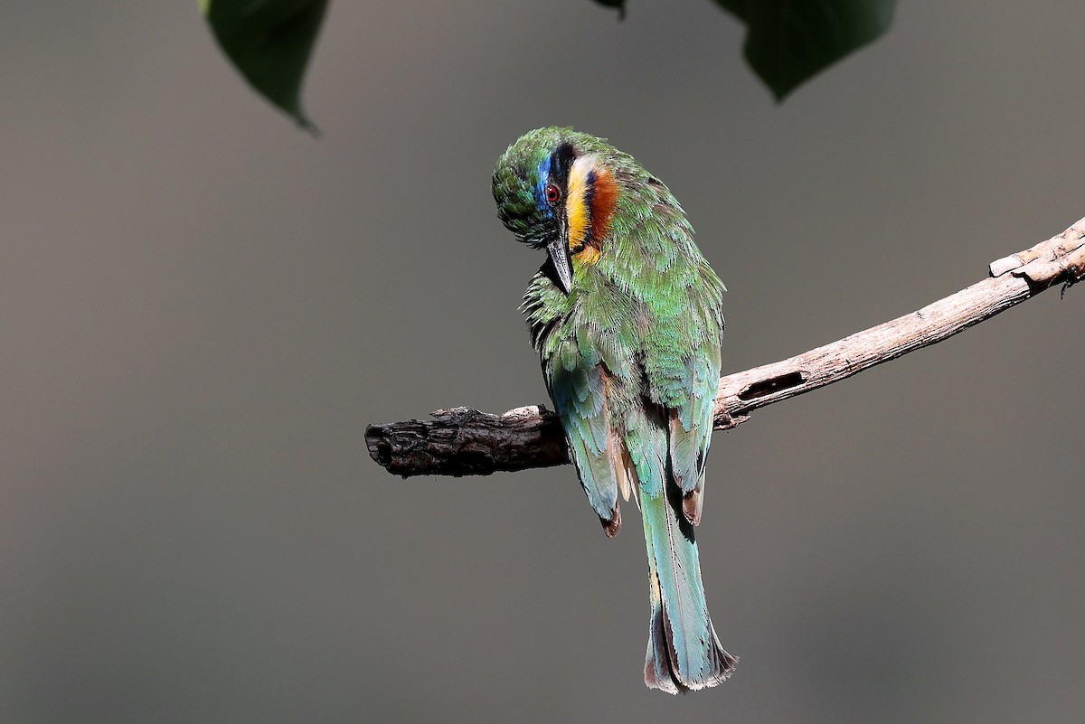 Ethiopian Bee-eater - ML639833369