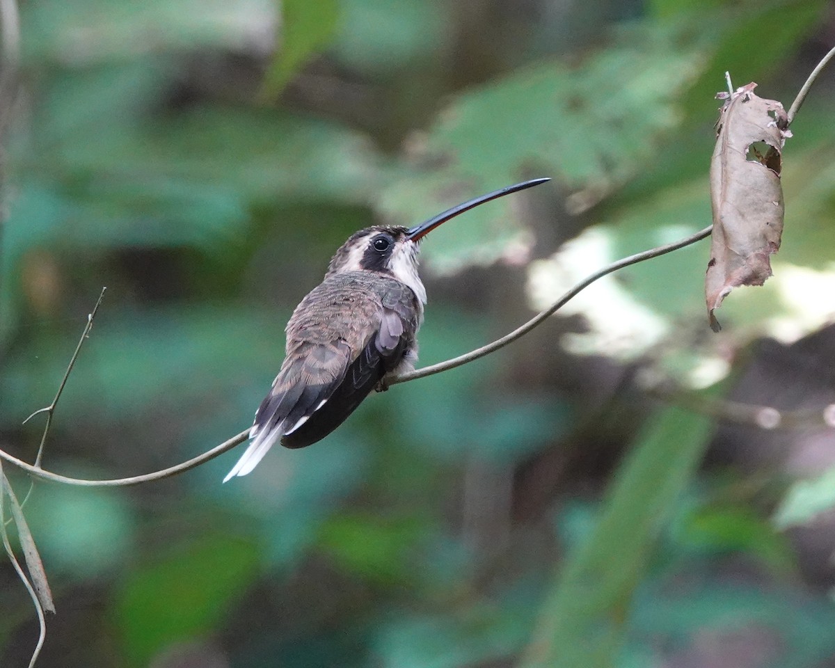 Pale-bellied Hermit - ML639833370
