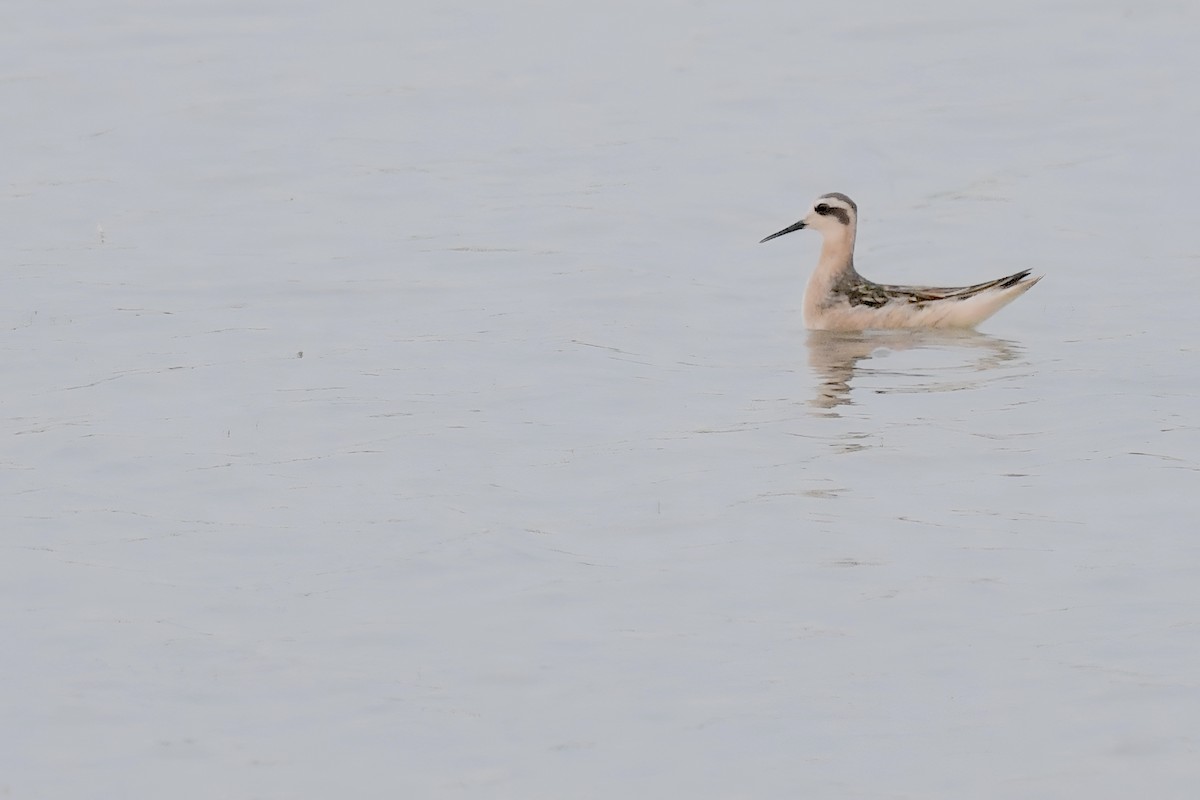 Red-necked Phalarope - ML639833402