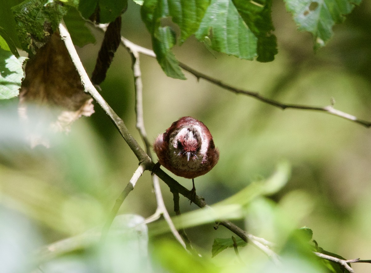 Pink-headed Warbler - ML639833440