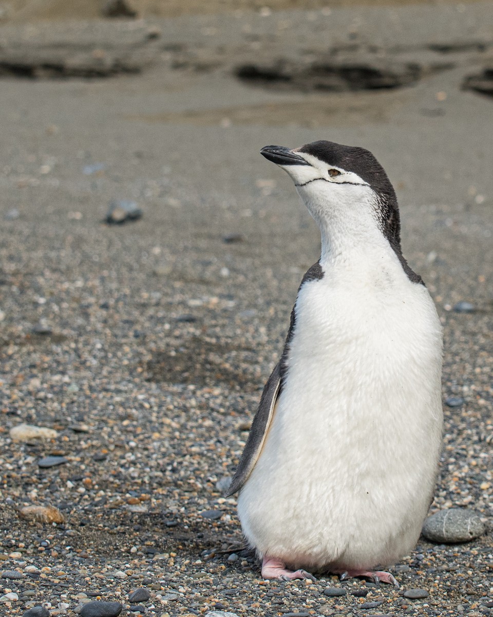 Chinstrap Penguin - ML639833461
