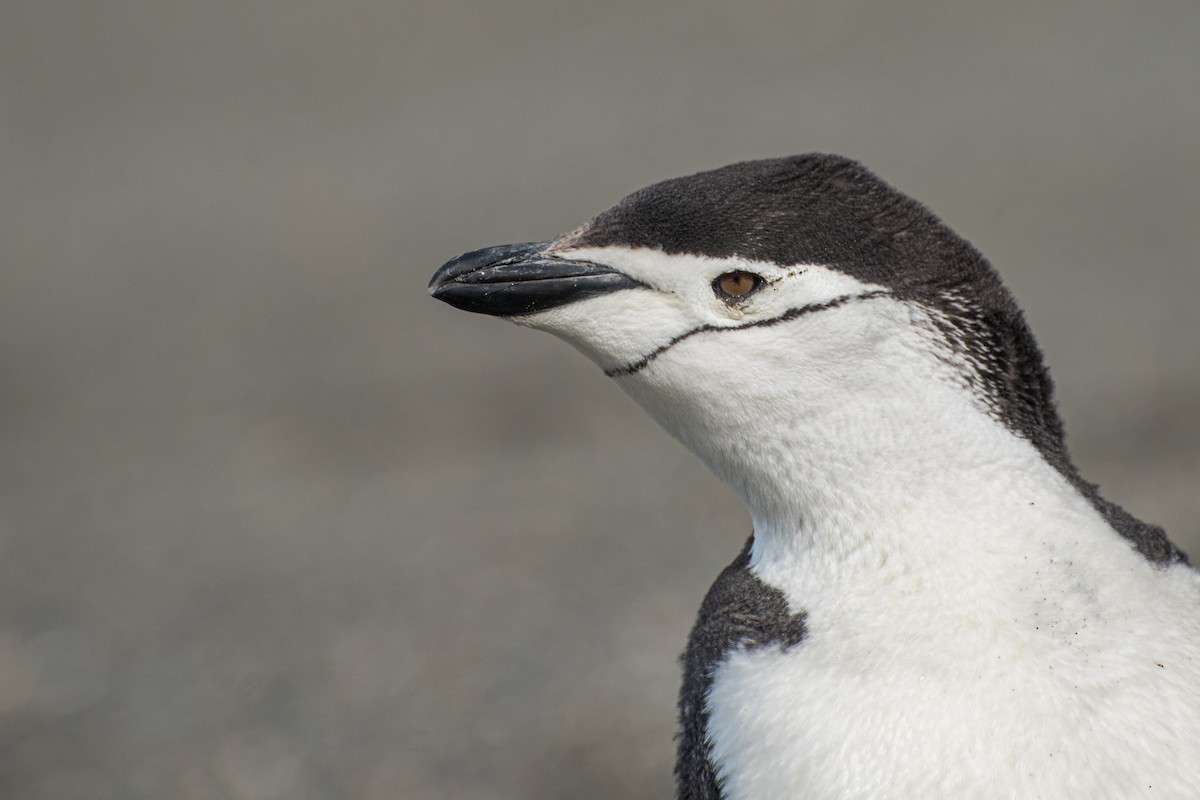 Chinstrap Penguin - ML639833462