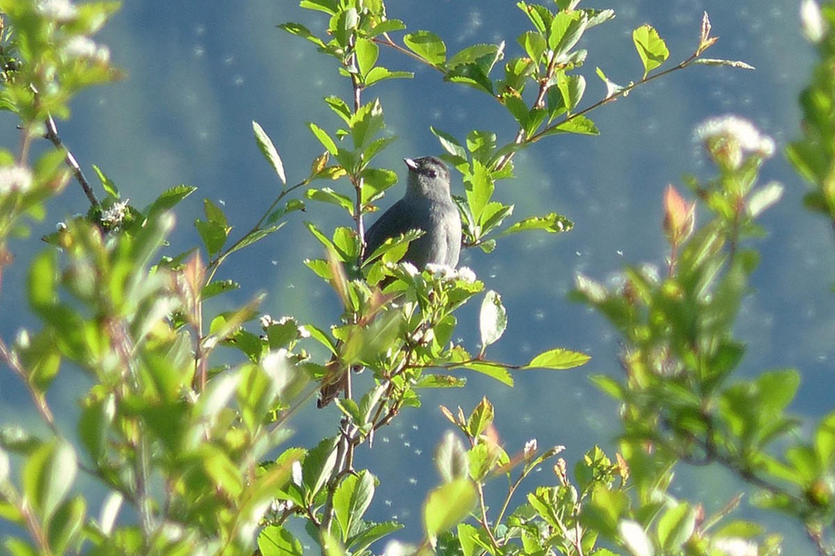 Gray Catbird - ML639833524