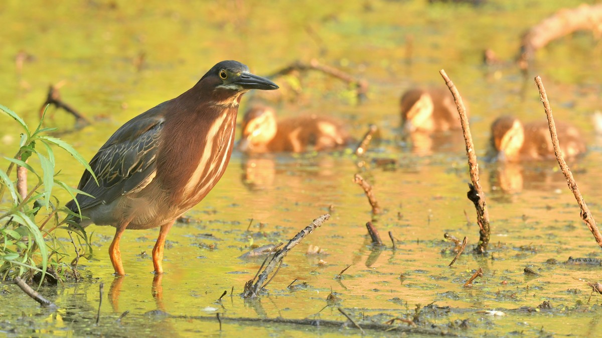 Green Heron - ML639833527