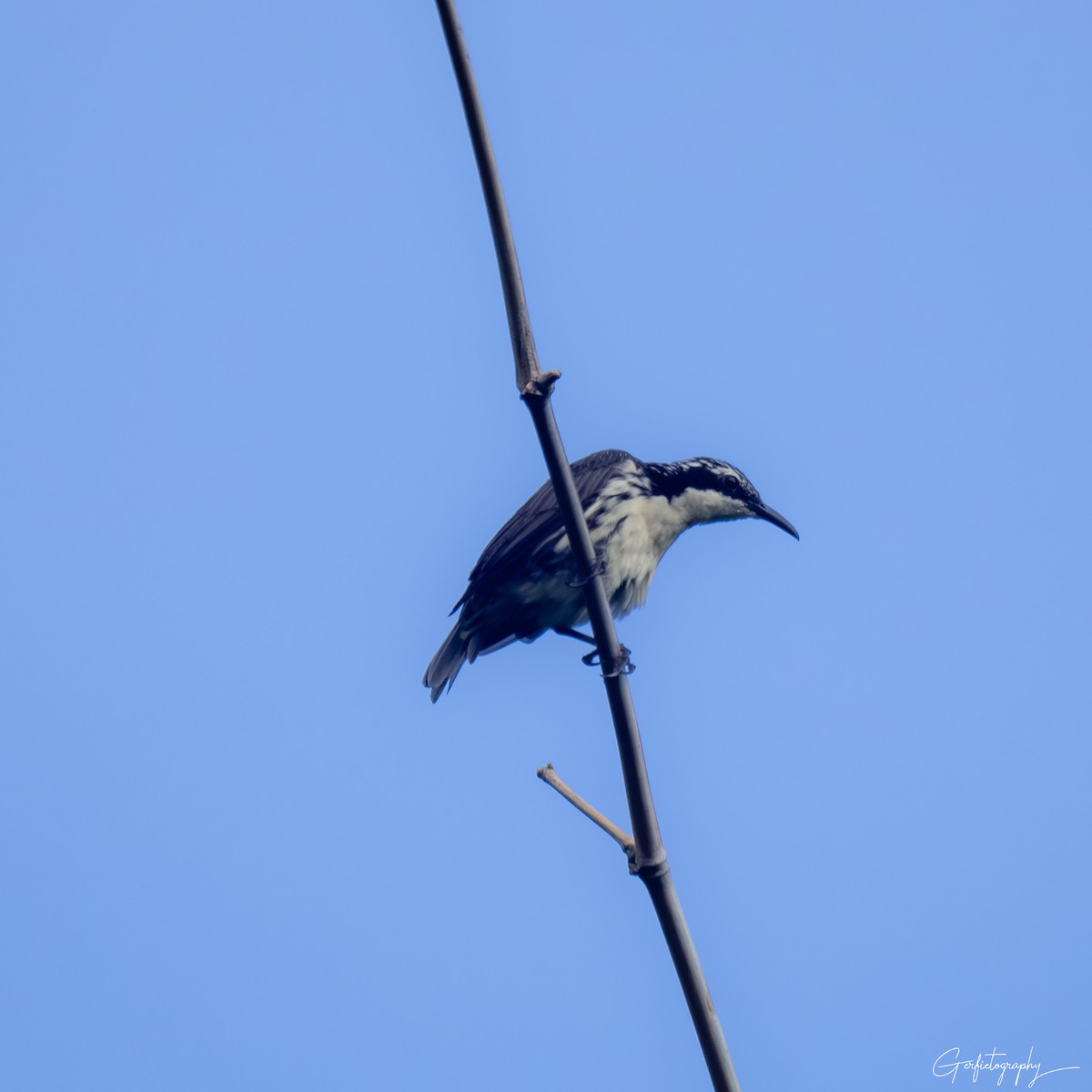 Stripe-sided Rhabdornis - ML639833560