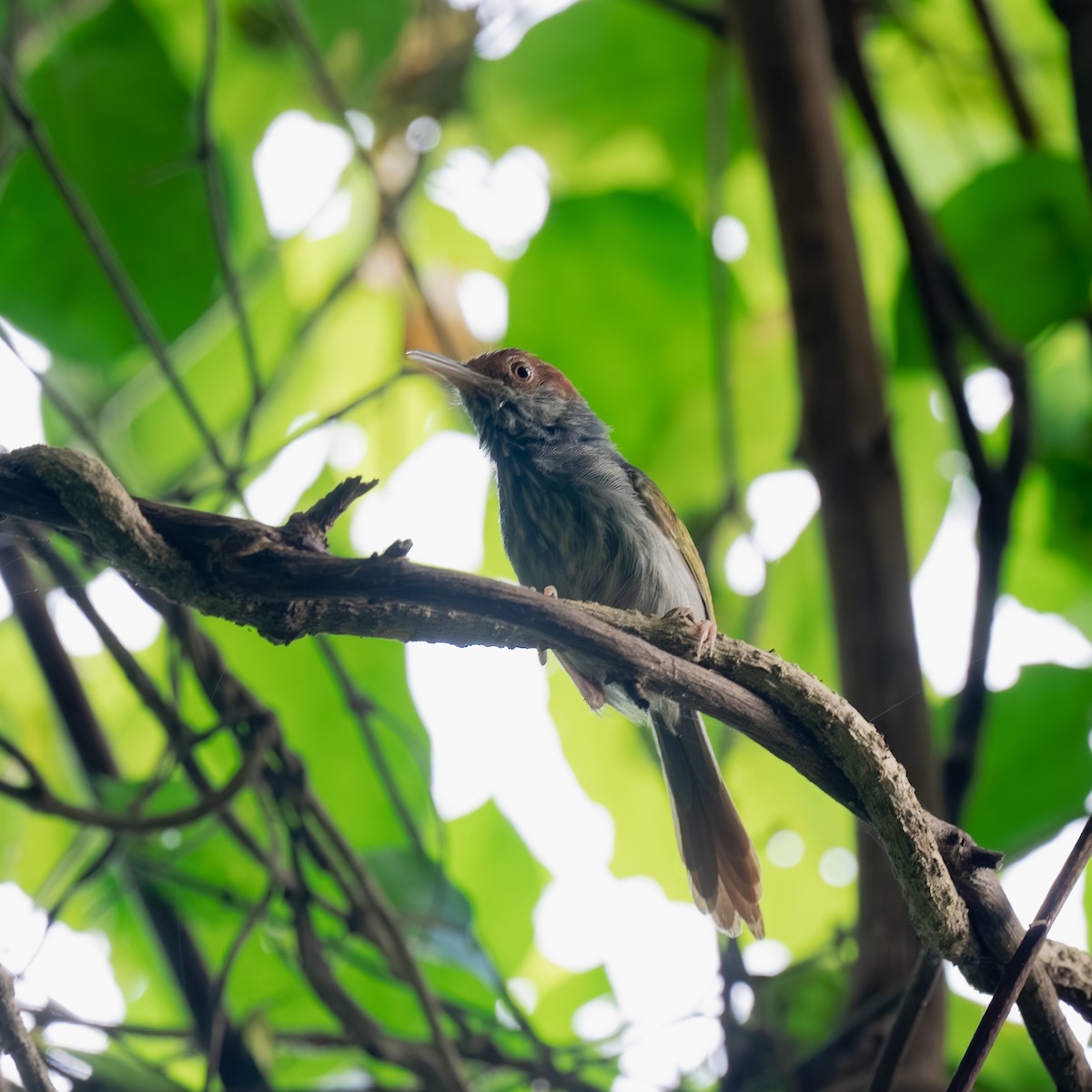 Gray-backed Tailorbird - ML639833566