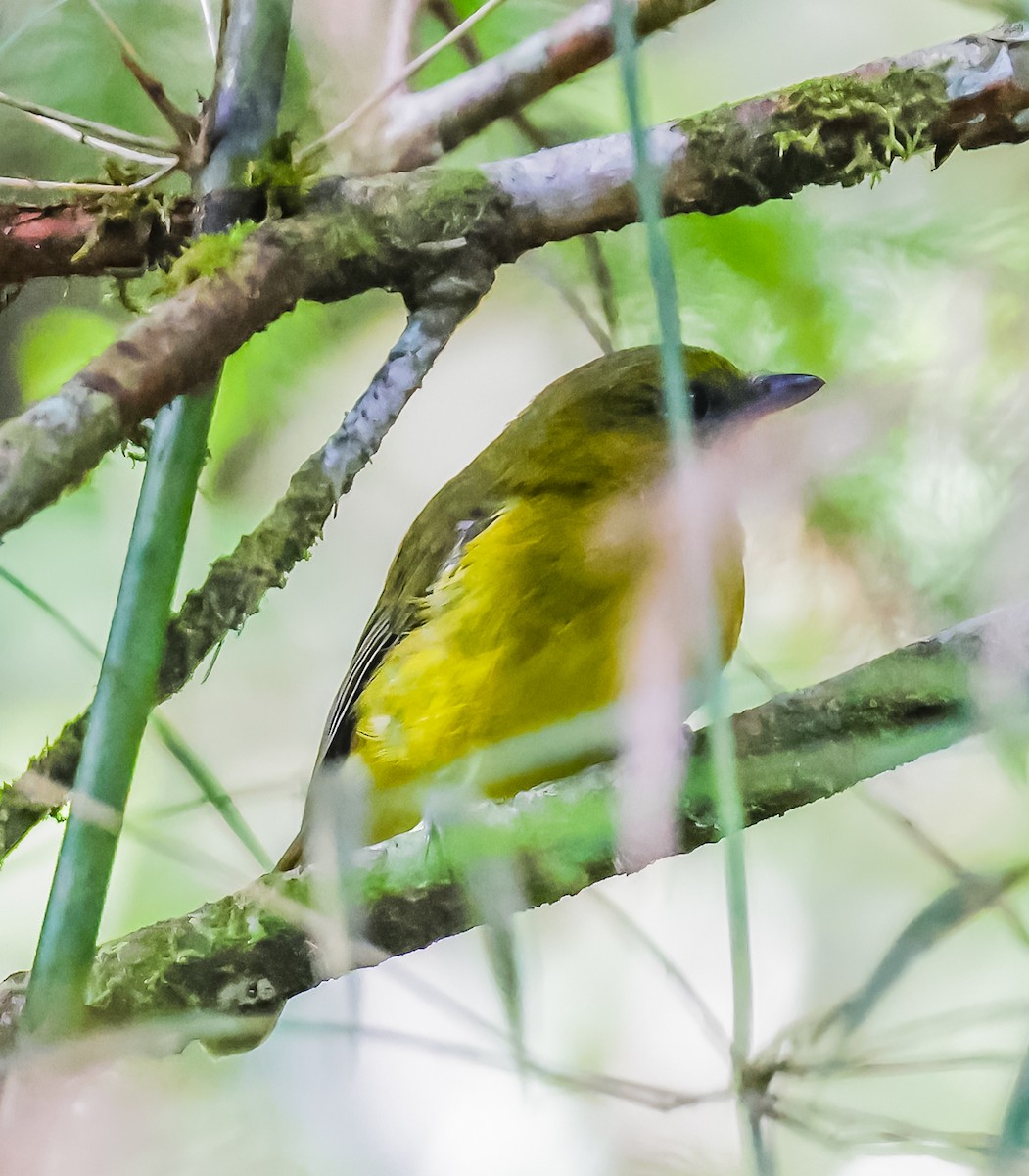 Bornean Whistler - ML639833573