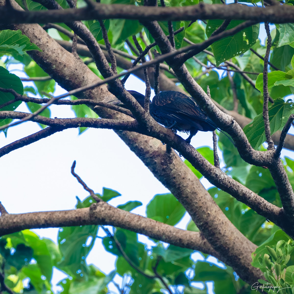 Luzon Hornbill - ML639833597