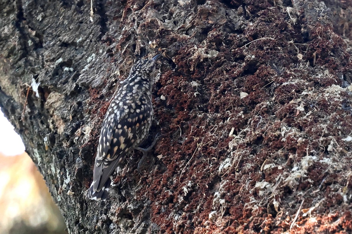 African Spotted Creeper - ML639833600