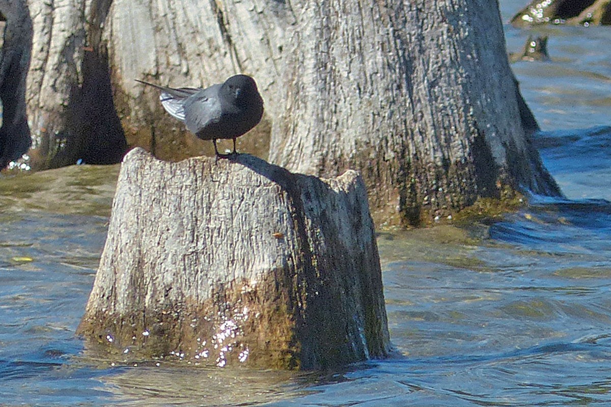 Black Tern - ML639833601