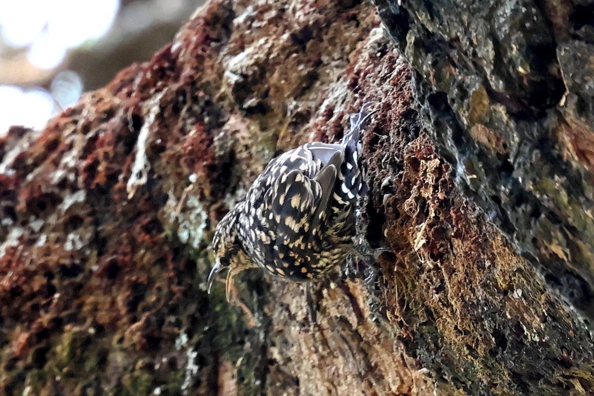 African Spotted Creeper - ML639833604
