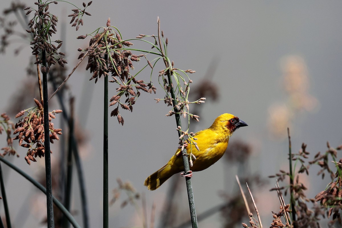 Rüppell's Weaver - ML639833633