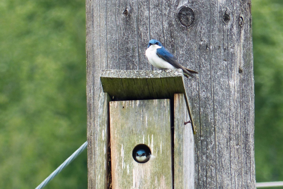 Tree Swallow - ML639833680