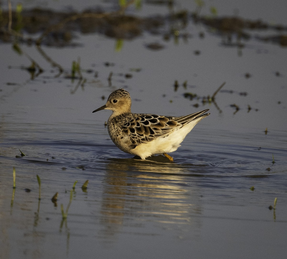 Piro piro fulvo - ML639833919