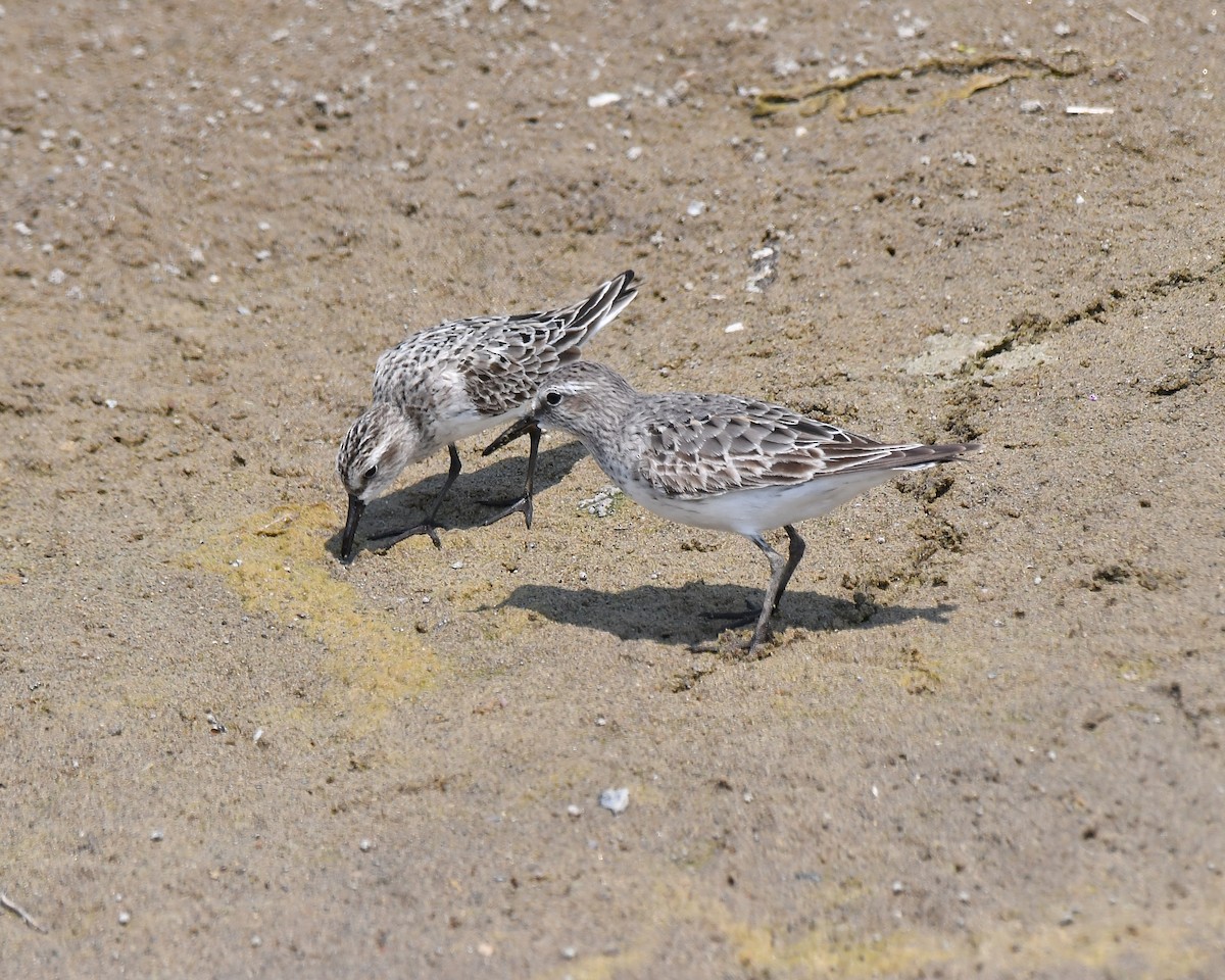 White-rumped Sandpiper - ML639833947