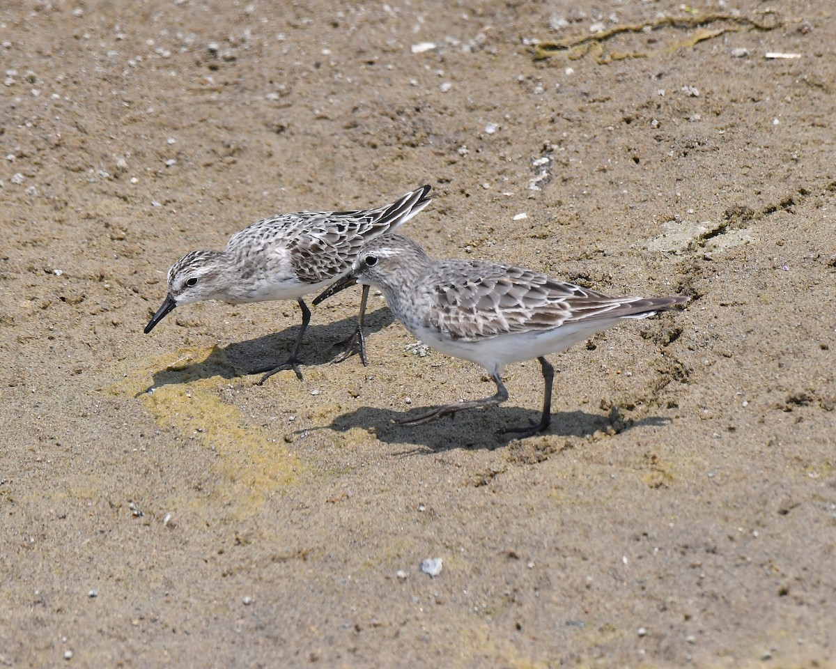 White-rumped Sandpiper - ML639833948