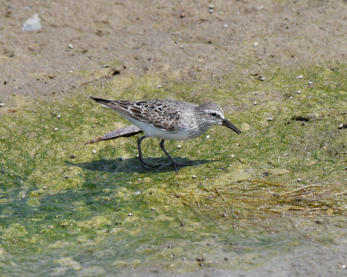 White-rumped Sandpiper - ML639833949