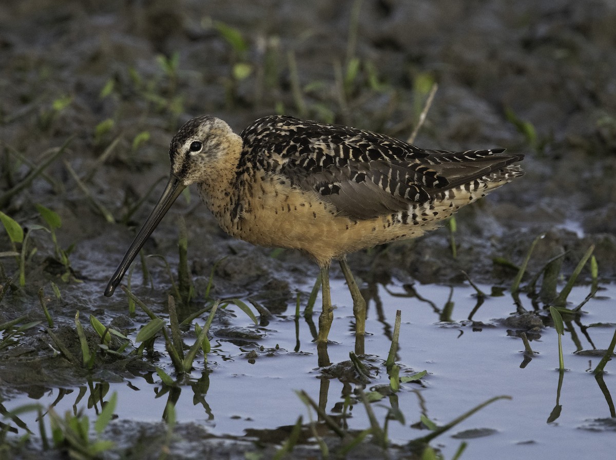 Limnodromo pettorossiccio - ML639833952