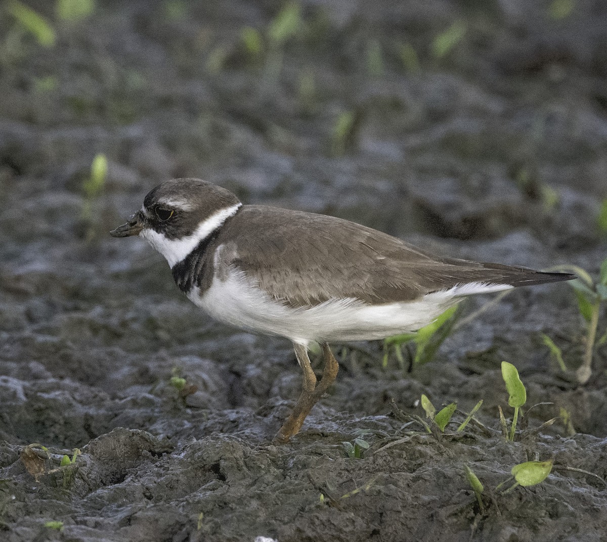 Semipalmated Plover - ML639833994