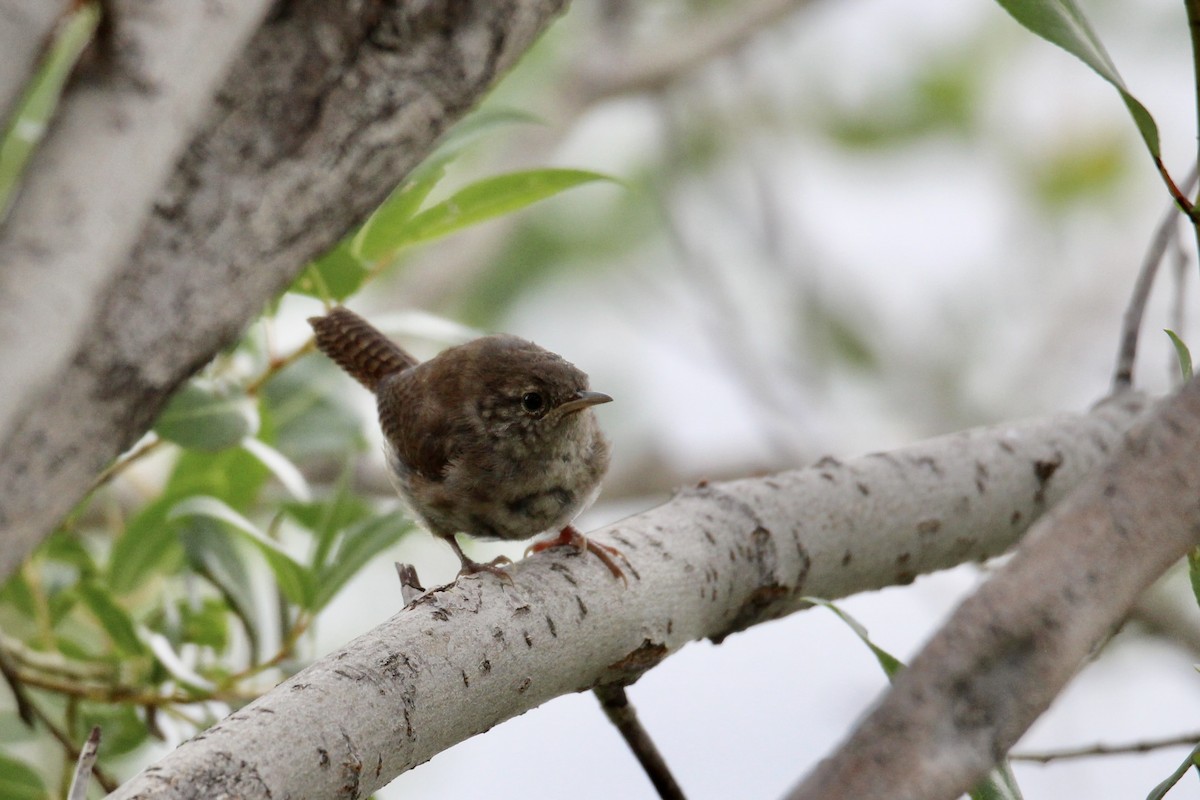 Northern House Wren (Northern) - ML639834040