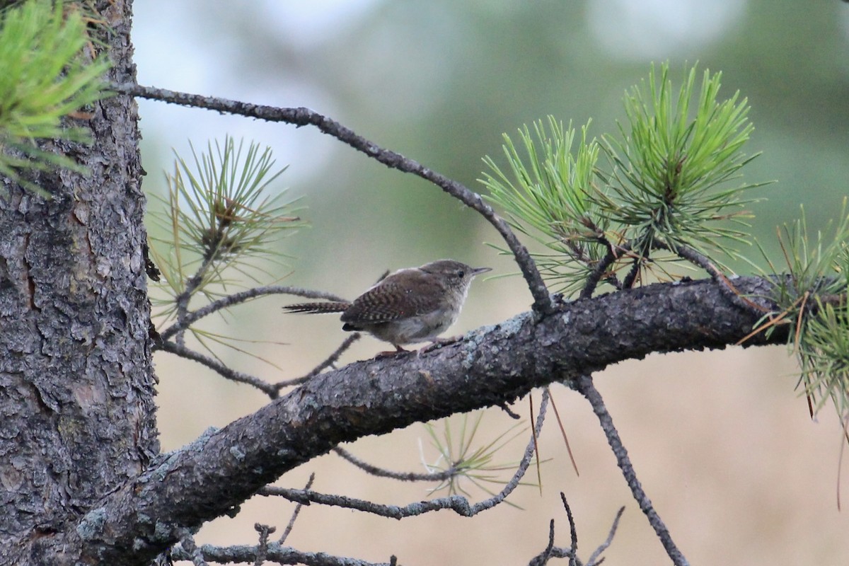 Northern House Wren (Northern) - ML639834041