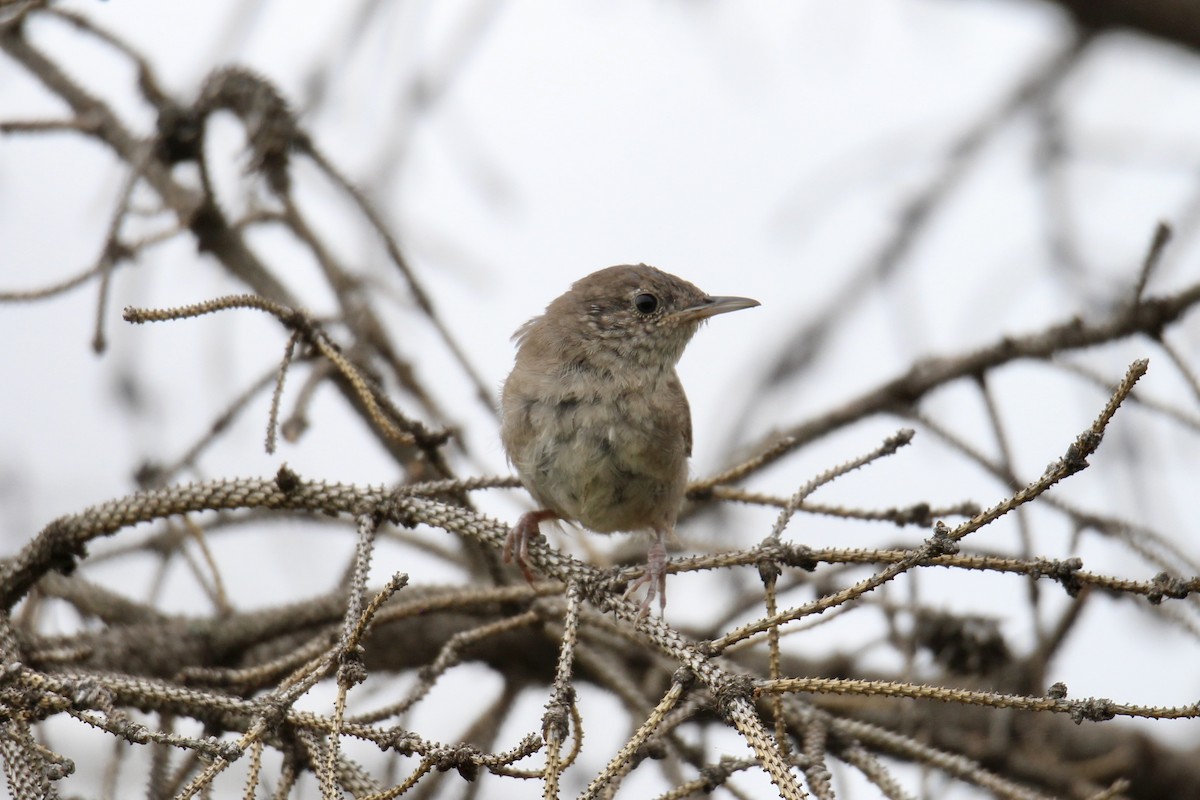 Northern House Wren (Northern) - ML639834043