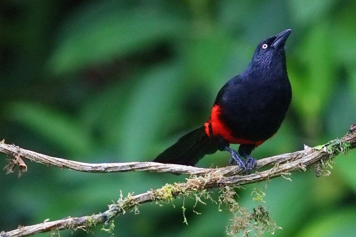 Red-bellied Grackle - ML639834045