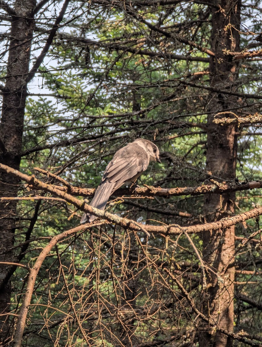 Canada Jay - ML639834307
