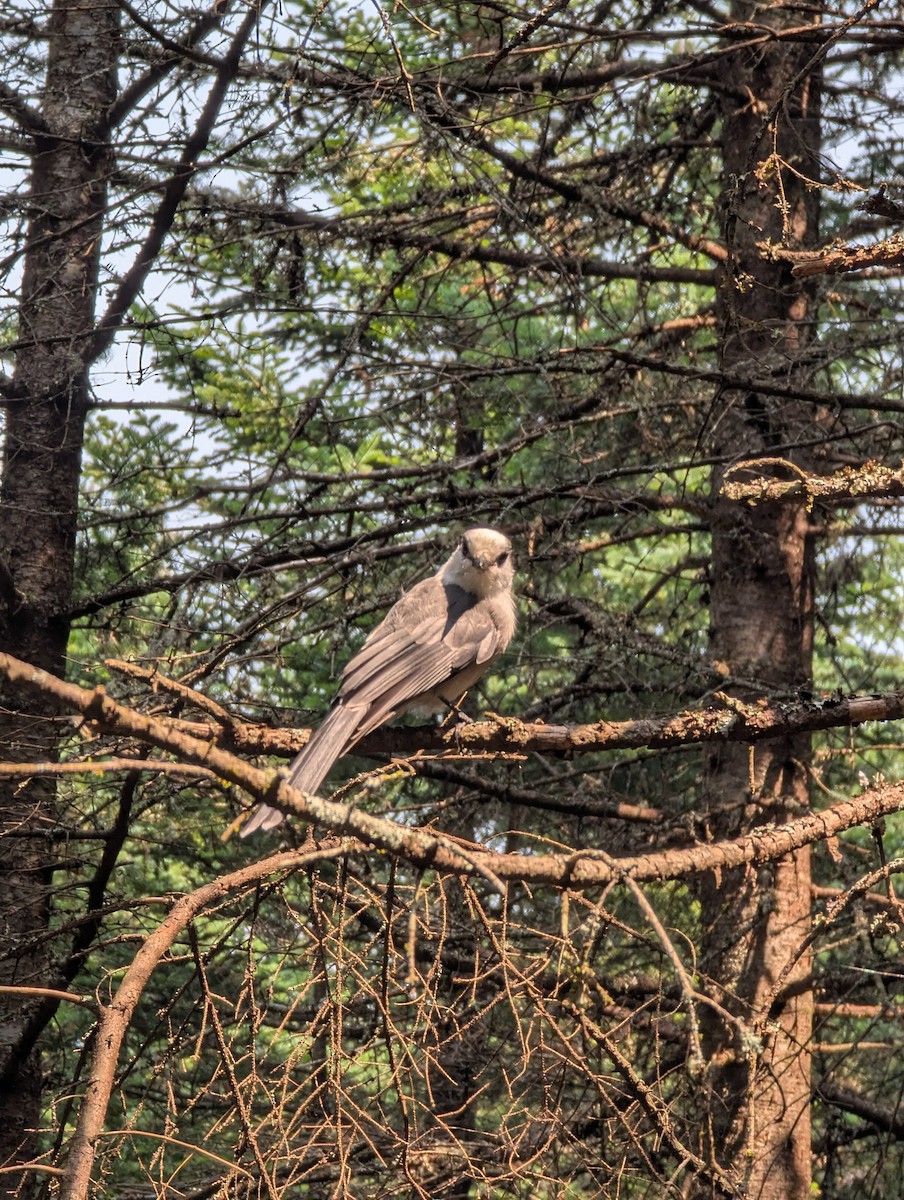 Canada Jay - ML639834308